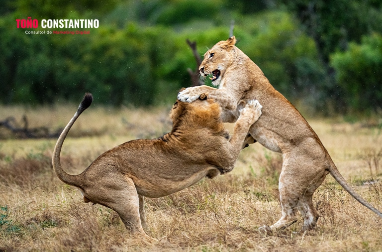 marketing-de-influencers-blog-tono-constantino